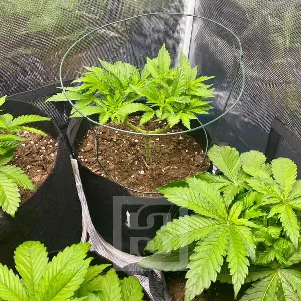 Blimburn Seeds Cannabis Seeds Girl Scout Cookies Feminized