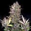 Doctor´s Choice Seeds Purple Ryder Auto Feminized