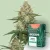 Canntropy Posiew Mango Cookies (Feminized)