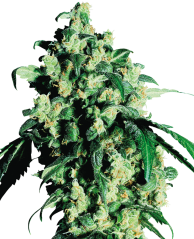 Sensi Seeds Cannabis Seeds Super Skunk® Feminized, 3-25 pcs