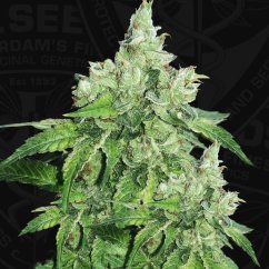 T.H.Seeds™ Cannabis Seeds Citron Givré, various pack, feminized
