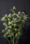 Fast Buds Cannabis Seeds Orange Sherbet FF