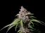 Fast Buds Cannabis Seeds Amnesia Zkittlez Auto