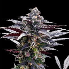 Silent Seeds Cannabis Seeds Pink Sunset By Sherbinskis Feminized