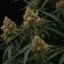 Royal Queen Seeds Kaņepju sēklas Gaia F1 Auto
