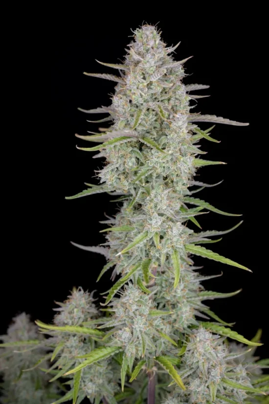 Fast Buds Cannabis Seeds Wedding Cheesecake Auto