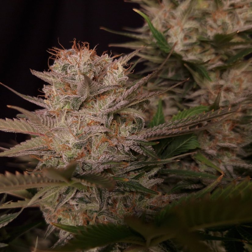 Doctor´s Choice Sēklas Chronic Fast F1 BX Regular