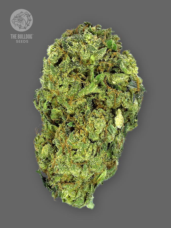 TRUE テルペン 香料 CBD CBN CBG 10ml スーパーグルー