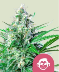 Royal Queen Seeds Kaņepju sēklas, vīnogu pērtiķis, feminizēts