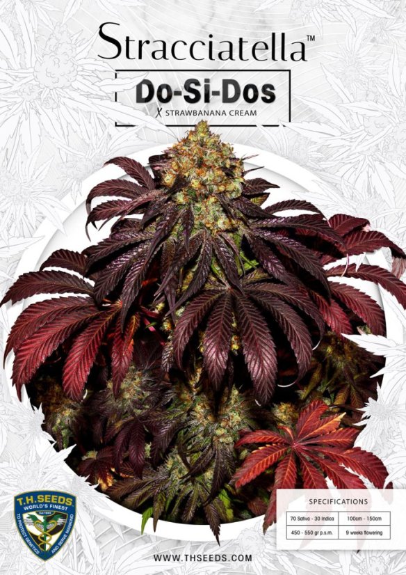 T.H.Seeds™ Cannabis Seeds Stracciatella™, various pack, feminized