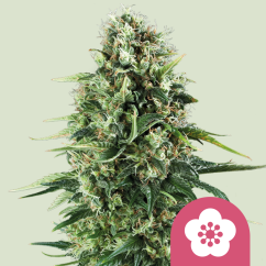 Royal Queen Seeds Cannabis Seeds Power Flower Feminized