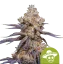 Royal Queen Seeds Cannabis Seeds Mexican Rush Auto