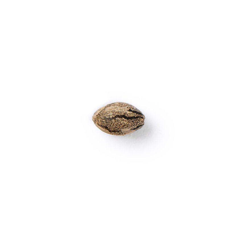 The Bulldog Seeds The Bulldog Feminizēti cepumi, 3 un 5 gab.