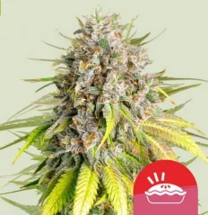 Royal Queen Seeds Пунцх Пие од семена канабиса Феминизед
