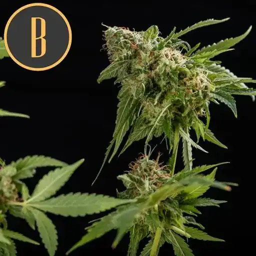 Blimburn Seeds Cannabis Seeds Mamba Negra Feminized