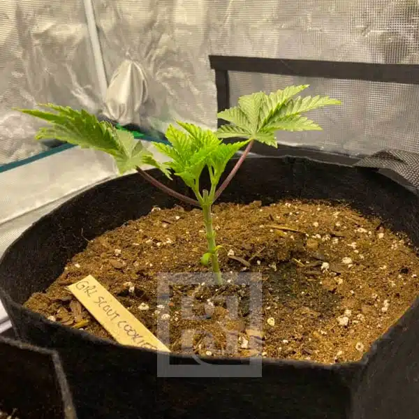 Blimburn Seeds Cannabis Seeds Girl Scout Cookies Feminized