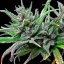 Royal Queen Seeds Cannabis Seeds Northern Light feminizēts