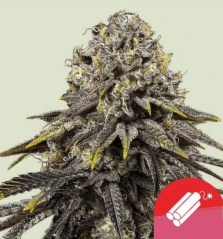 Royal Queen Seeds Cannabis Seeds Dynamite Diesel Feminized