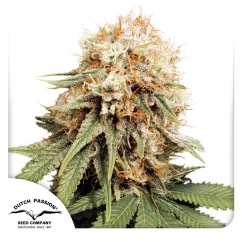 Dutch Passion Cannabis Seeds White Widow Feminized