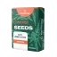 Canntropy Seeds Auto Amnesia Haze (Autoflowering)