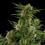 Royal Queen Seeds Cannabis Seeds Royal Critical Auto