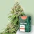 Canntropy Семена Auto Amnesia Haze (Автоцъфтящи)