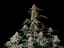 Fast Buds Cannabis Seeds Amnesia Zkittlez Auto