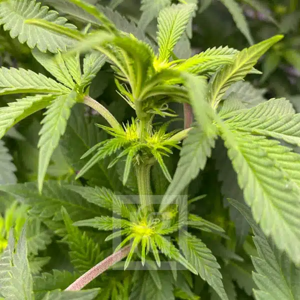 Blimburn Seeds Cannabis Seeds Girl Scout Cookies Feminized