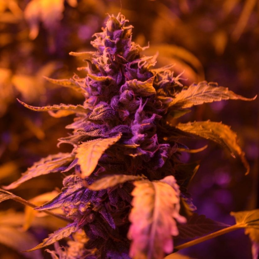 Doctor´s Choice Seeds Doctor's Choice #1 Auto Feminized