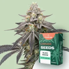 Canntropy Seeds Black Widow (Feminized)