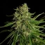 Royal Queen Seeds Kaņepju sēklas Gaia F1 Auto