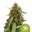 Royal Queen Seeds Cannabis Seeds Sticky Queen Auto