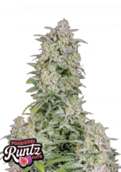 Fast Buds Cannabis Seeds Forbidden Runtz Auto