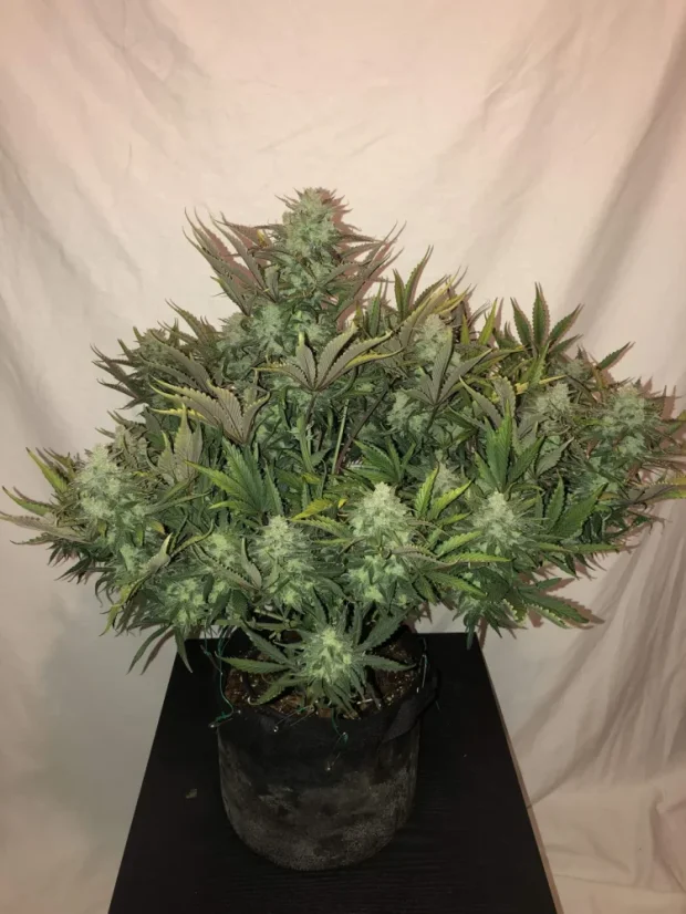 Fast Buds Cannabis Seeds Gorilla Glue Auto