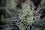 Fast Buds Cannabis Seeds Gorilla Cookies FF