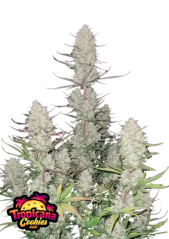 Fast Buds Cannabis Seeds Tropicana Cookies Auto