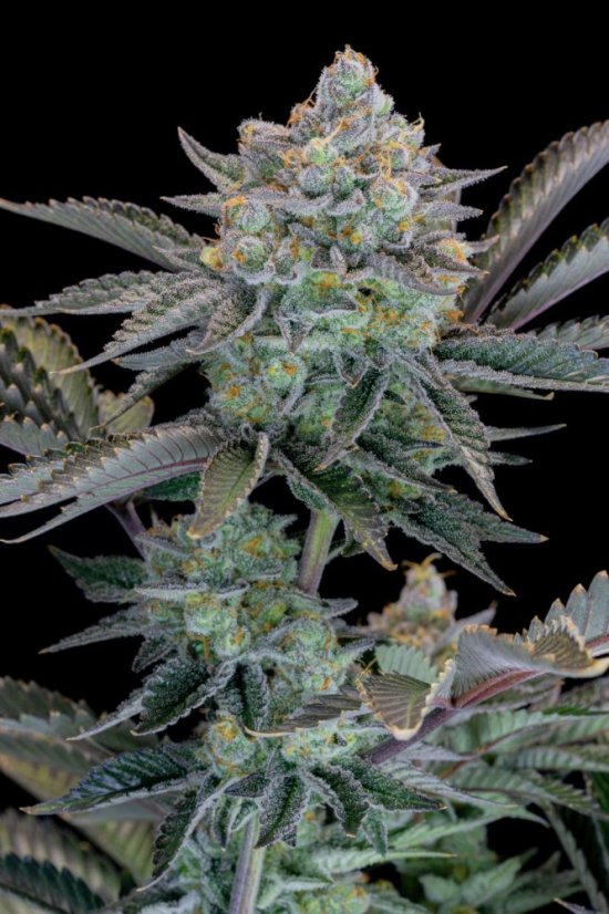 Fast Buds Cannabis Seeds Gorilla Cookies FF