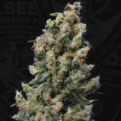 T.H.Seeds™ Cannabis Seeds Kushage™, dažāds iepakojums, parastais