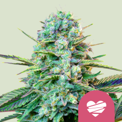 Royal Queen Seeds Cannabis Seeds Wedding Crasher Feminized