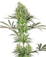 Sensi Seeds Cannabis Seeds Double Banana Kush Feminized by White Label, 3-10 gab.