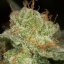Silent Seeds Cannabis Seeds Lemon Tree Fast By Lemon Tree Feminized
