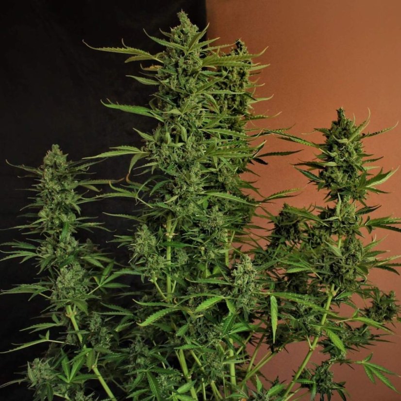 Doctor´s Choice Seeds Devotchka Auto Feminized