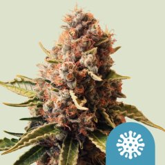 Royal Queen Seeds Semi di Cannabis Euphoria Femminizzati (Alto CBD)