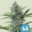 Royal Queen Seeds Cannabis Seeds Fast Eddy Auto (augsts CBD)