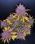 Fast Buds Cannabis Seeds Purple Lemonade Auto