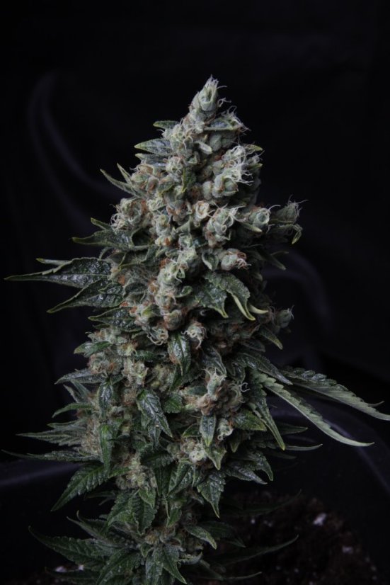 T.H.Seeds™ Kaņepju sēklas MK-Ultra™, dažādi iepakojumi, feminizēti