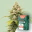 Canntropy Seeds Auto Zkittles (Autoflowering)