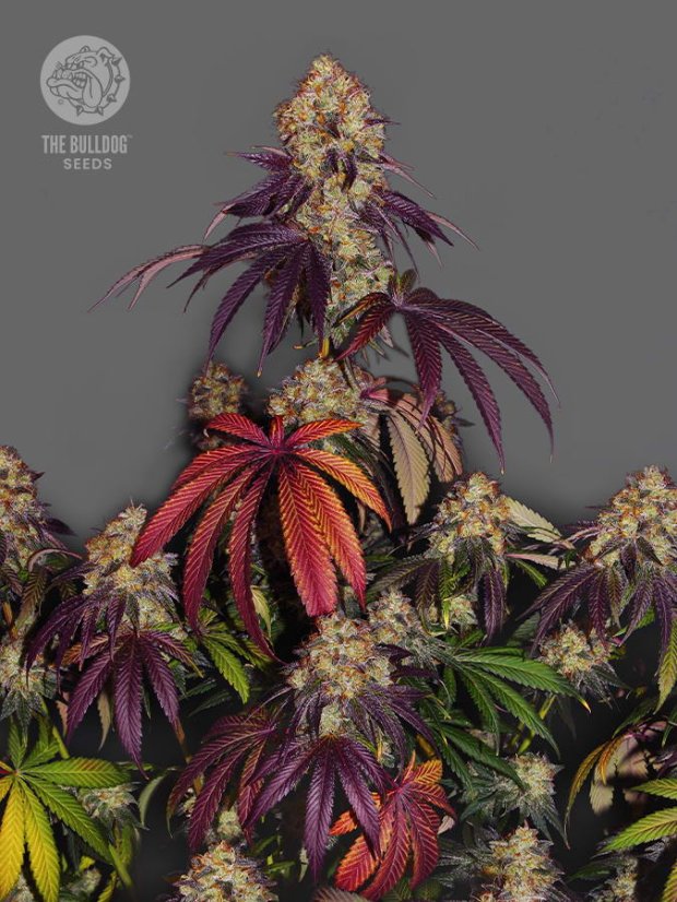 The Bulldog Seeds The Bulldog Gelato 17 Feminized, 3 and 5 pcs