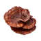 Grybai