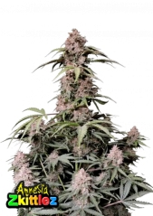Fast Buds Cannabis Seeds Amnesia Zkittlez Auto